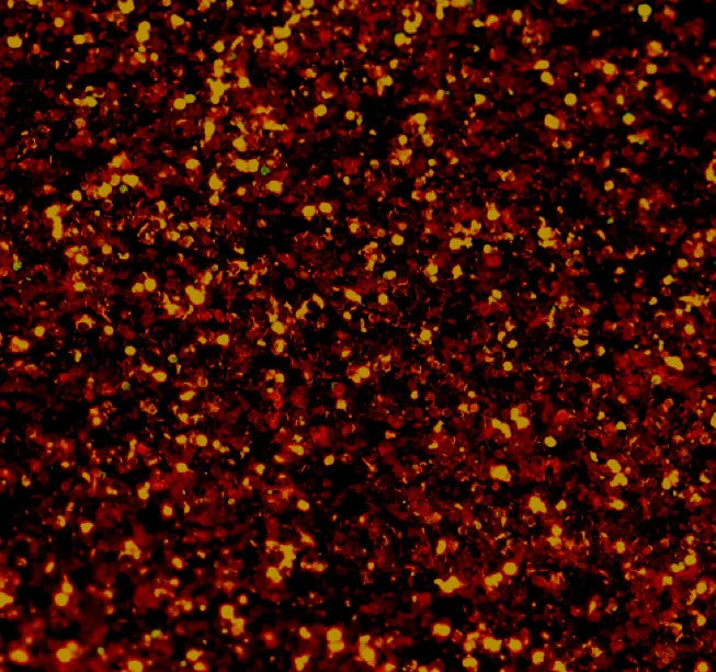 Closeout Sale Marlee Glitter
